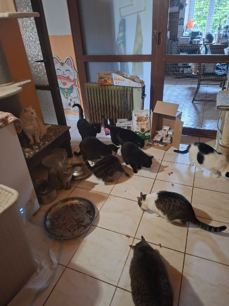 azyl jiřina skoumalová